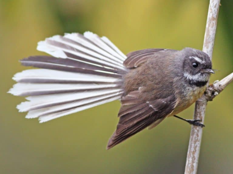Birds
