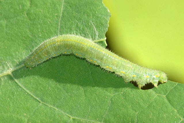 Insects